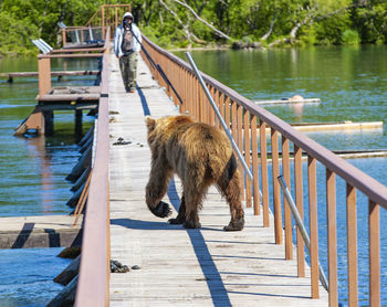 Funny wet brown bear on the wooden bridge with the men