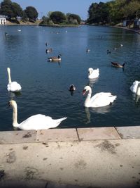 High angle view of swans swimming on lake