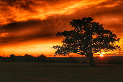 Silhouette of trees on landscape