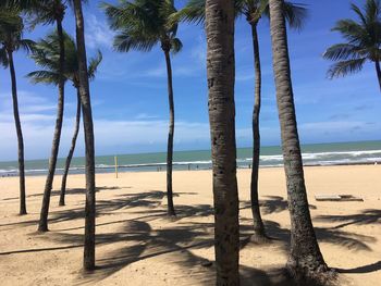 Palm trees on beach against sky