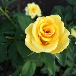 Close-up of yellow rose