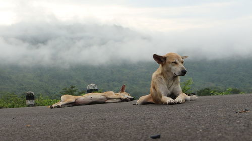 Dogs resting on road in foggy weather