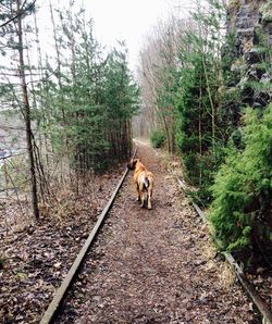 Dog walking in forest