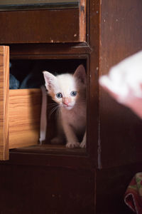 Close-up portrait of cat on door