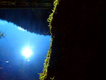 Close-up of plants growing by lake against sky at night