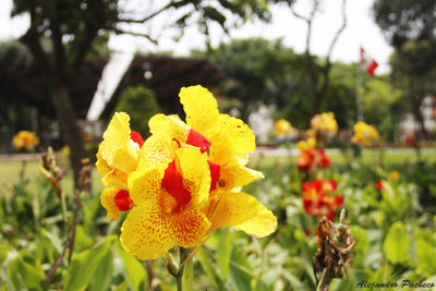 Close-up of yellow flower