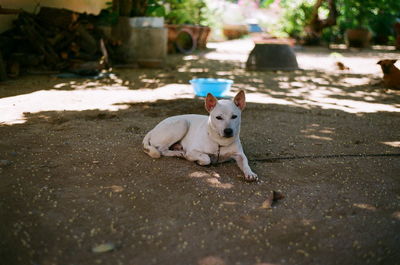 Dog looking away