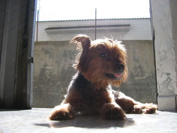 Portrait of dog sitting outdoors