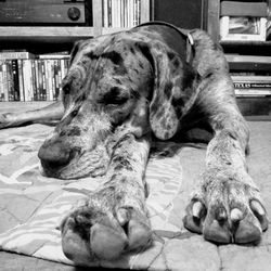 Close-up of a dog sleeping at home