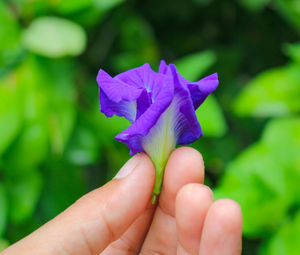 Clitoria ternatea flower,butterfly pea purple flower