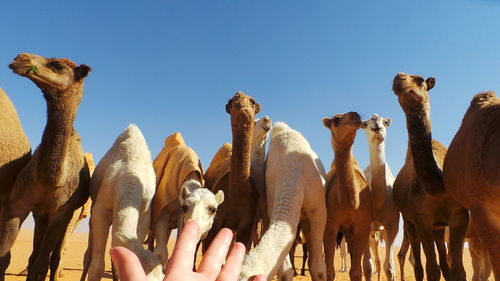 Panoramic shot of hand feeding against sky