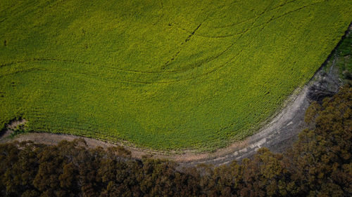High angle view of agricultural field