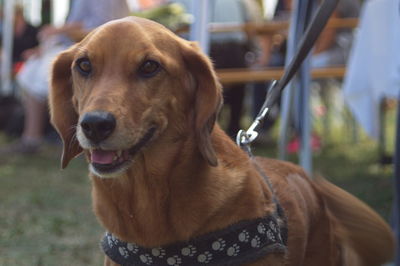 Close-up portrait of dog