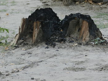 Close-up of tree trunk at beach