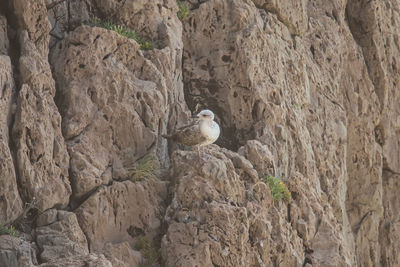 Bird perching on rock