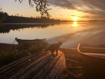 View of dog on lake during sunset
