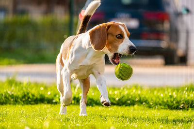 Dog with ball on field