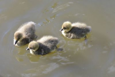 High angle view of ducklings in a lake