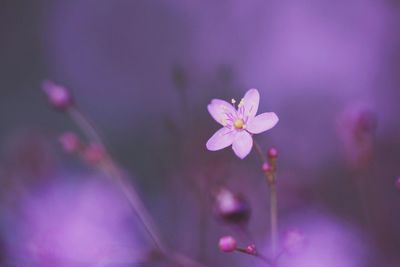 Close-up of flower blooming outdoors