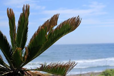 Close-up of plant against sea