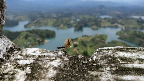 Macro shot of ant carrying pistachio peel on rock