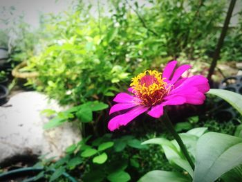 Close-up of pink flower blooming outdoors