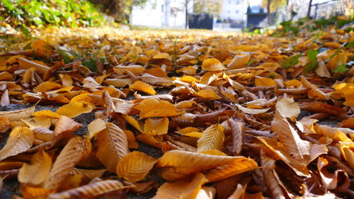 Close-up of dry leaves on field