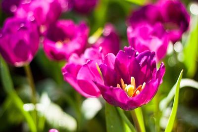 Close-up of flowers blooming outdoors