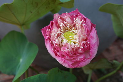 Close-up of pink flowers