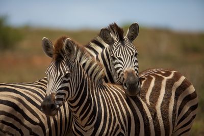 Close up of a zebra