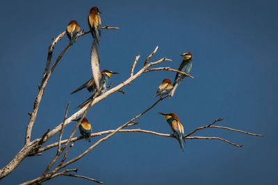 Low angle view of european bee-eaters perching on twig against clear sky