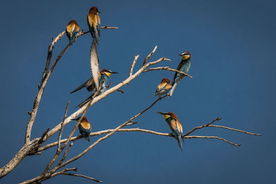Low angle view of european bee-eaters perching on twig against clear sky