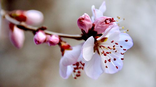 Close-up of pink cherry blossom