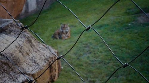 Barbed wire fence