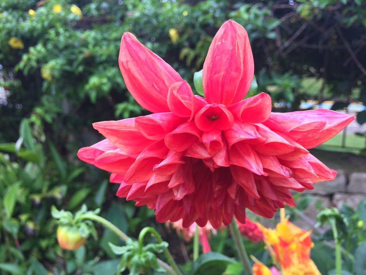 CLOSE-UP OF RED DAHLIA