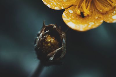 Close-up of wilted flower