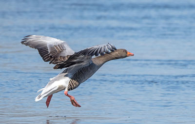 Seagulls flying over sea