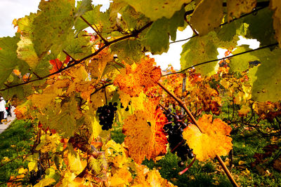 Close-up of yellow maple tree