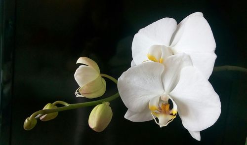 Close-up of orchids