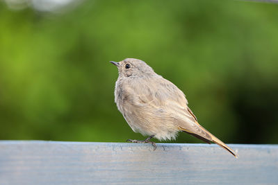 Close-up of bird perching on railing