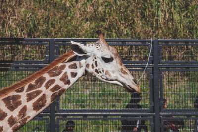 Close-up of giraffe in zoo