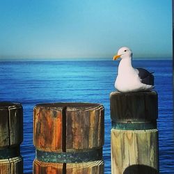 Seagull perching on wooden post in sea