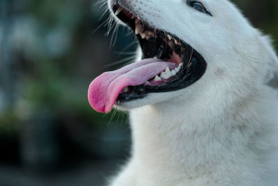 Close-up of dog