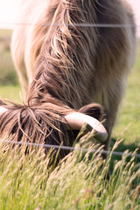 Close up highland cattle, borkum