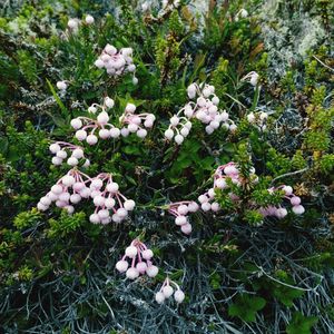 Close-up of pink flowers