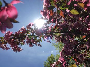 Low angle view of cherry blossoms against sky