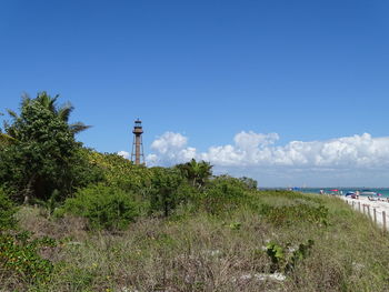 Plants on field by sea against sky