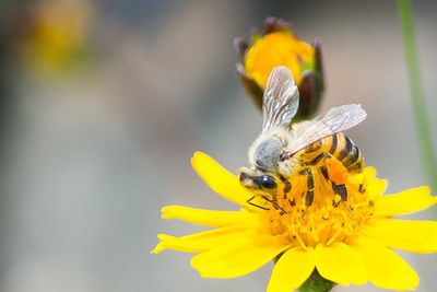 Close-up of bee on yellow flower