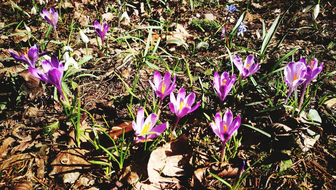 CLOSE-UP OF PURPLE CROCUS FLOWERS GROWING ON FIELD