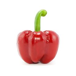 Close-up of tomatoes against white background